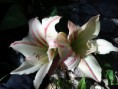 /album/my-garden/a2014-05-30-16-00-48-jpg/